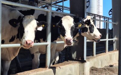 El precio de los alimentos y un comparativo con Brasil