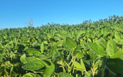 La soja es el cultivo que mayor pérdida de poder adquisitivo ha tenido en el último año