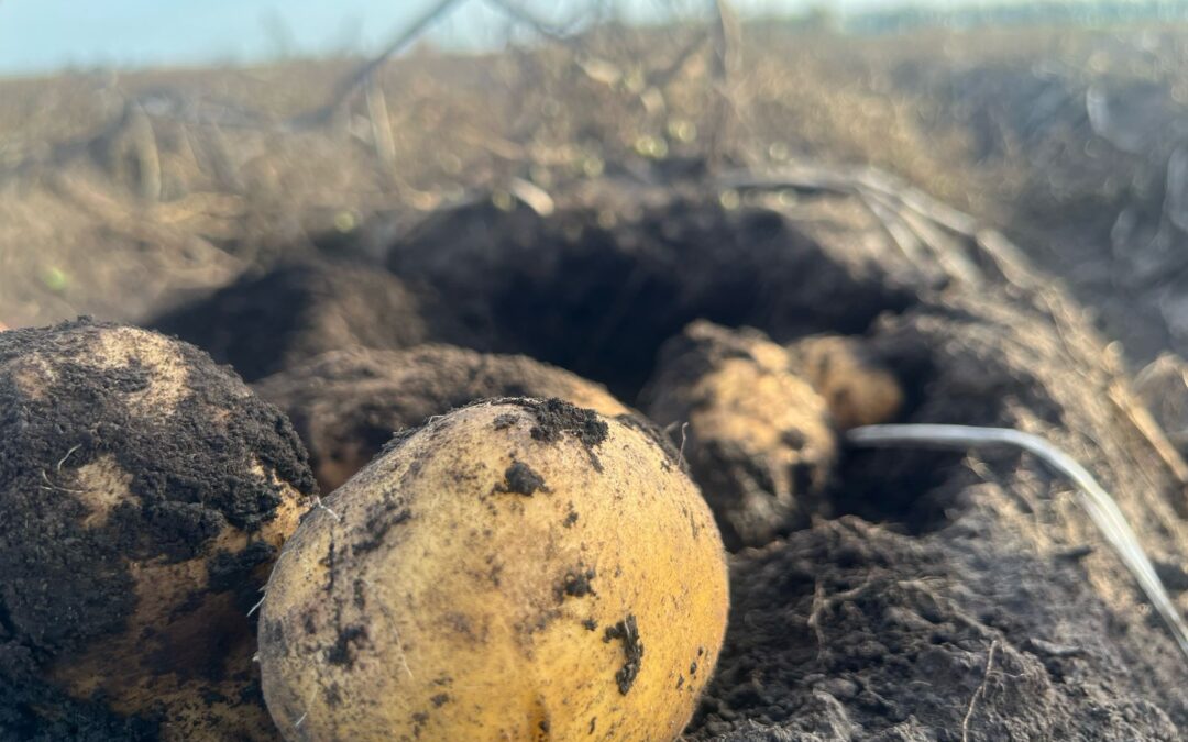 LA FEDERACIÓN NACIONAL DE PRODUCTORES DE PAPAS RECLAMA UNA POLÍTICA DE ESTADO PARA CUIDAR EL SUELO CON LOS PRODUCTORES ADENTRO