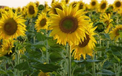 Del Sueldo al Plato: ¿Cuánto rinde el salario?