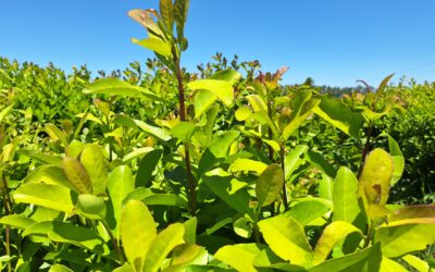 Semáforo: bovinos en verde, yerba mate continúa en rojo
