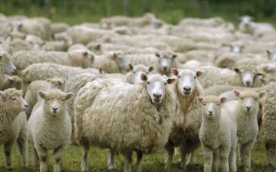 Semáforo Economías Regionales (junio)