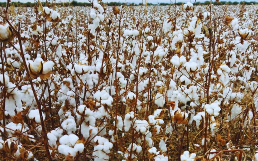 Semáforo de Economías Regionales: una nueva actividad en rojo