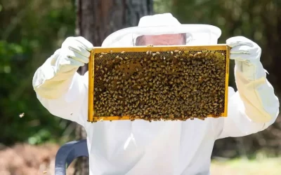 Semáforo de las Economías Regionales: una actividad pasó de amarillo a verde