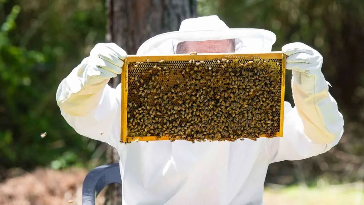 Glosario-de-terminos-apicolas-Banner-scaled-1