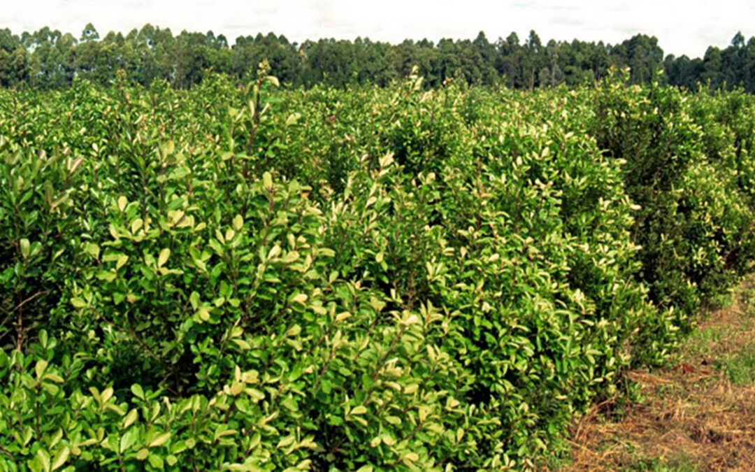 La Federación de Cooperativas Agrícolas de Misiones, elevó propuestas al Instituto Nacional de la Yerba Mate
