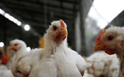 Semáforo con las distintas producciones de Argentina