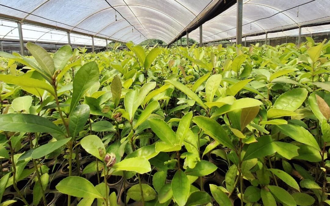 Así están las Economías Regionales