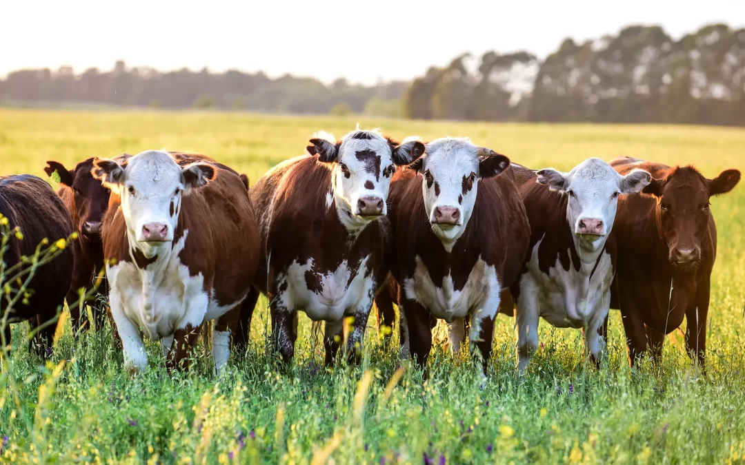 Acuerdo Estados Unidos y Argentina: Datos que podrían impactar en la competitividad agroindustrial